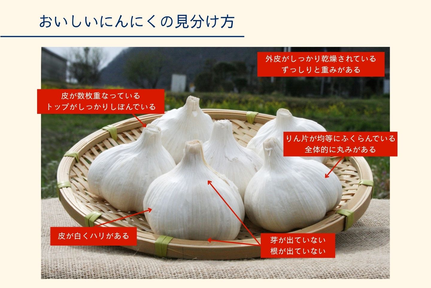 にんにくの効果・効能は？健康にいい栄養素から効果的な食べ方まで