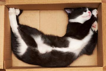 A cat lying in a box

Description automatically generated