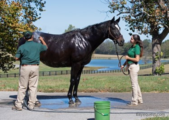 Best Race Horse of All Time