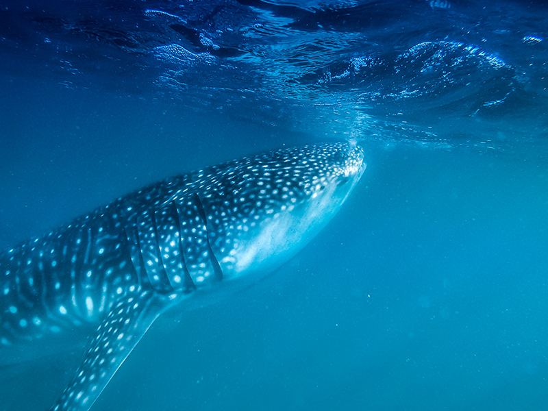 Whale Shark swimming