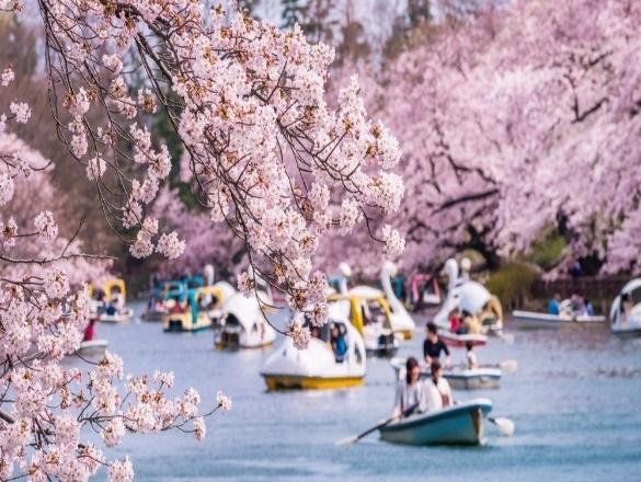 Lễ hội hoa anh đào Hanami (Nhật Bản) có gì thú vị? - IIG HR - Công ty Xuất  khẩu lao động Nhật Bản uy tín