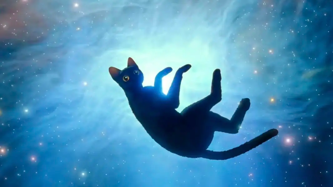 Cat floating through a galaxy