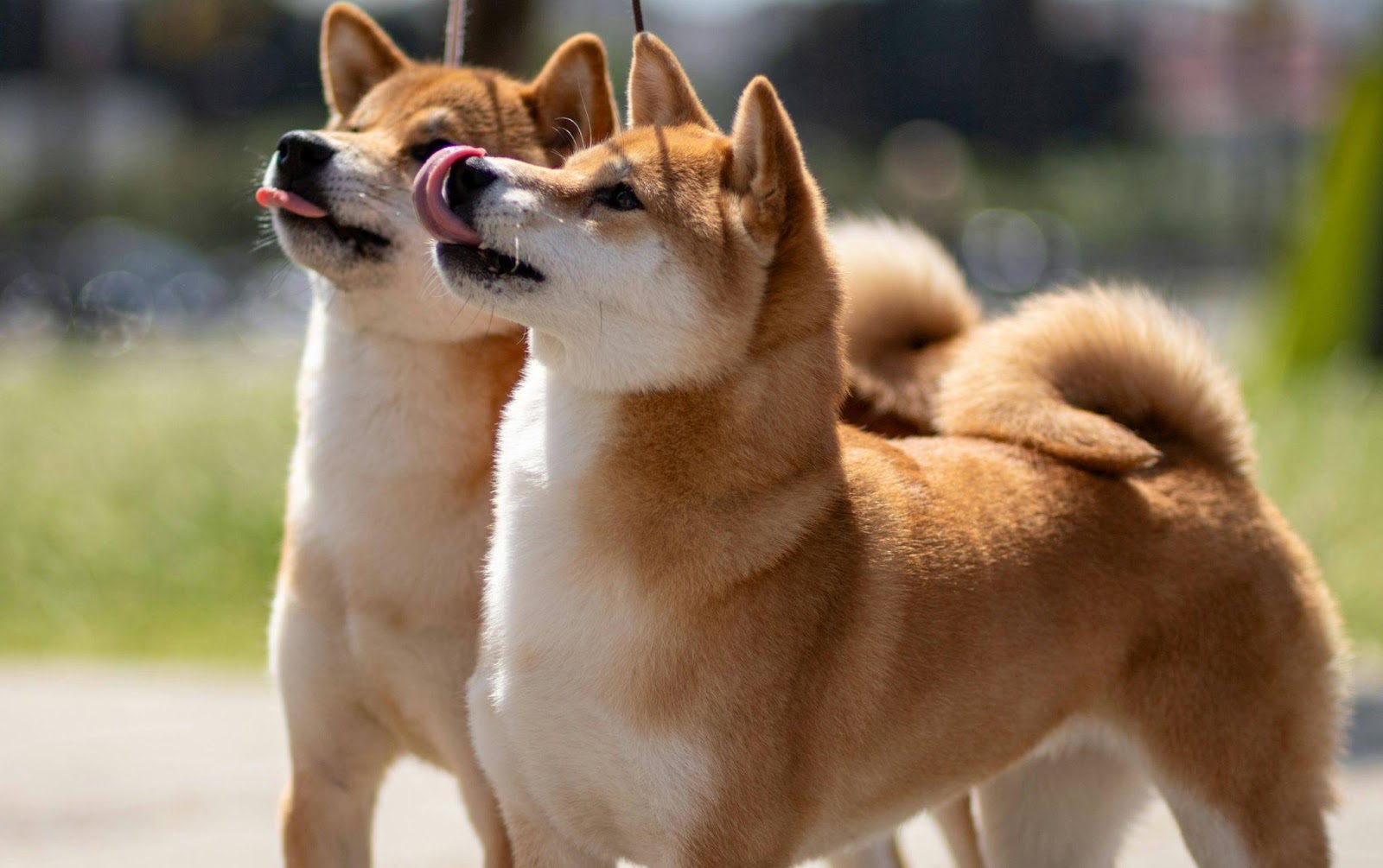 Squeegee for Short-Haired Dogs