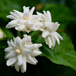 10 flowers name in Kannada