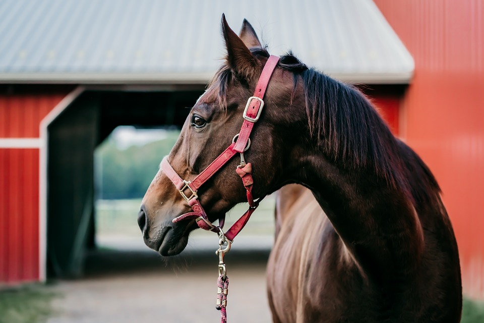 A Horse as a perfect pet