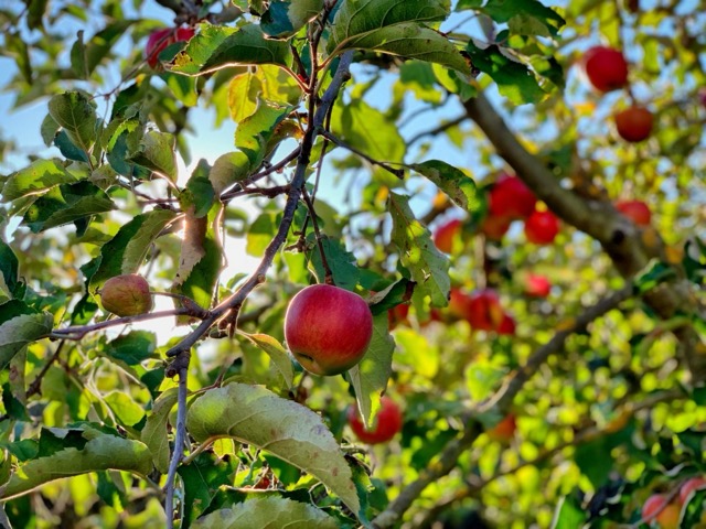 Apple Picking