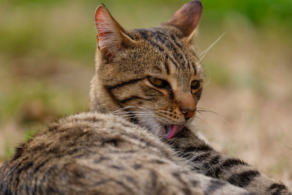 Close-up of a Tabby Cat Grooming Outdoors