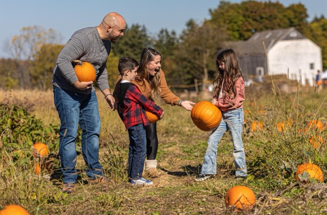 Pumpkin Picking