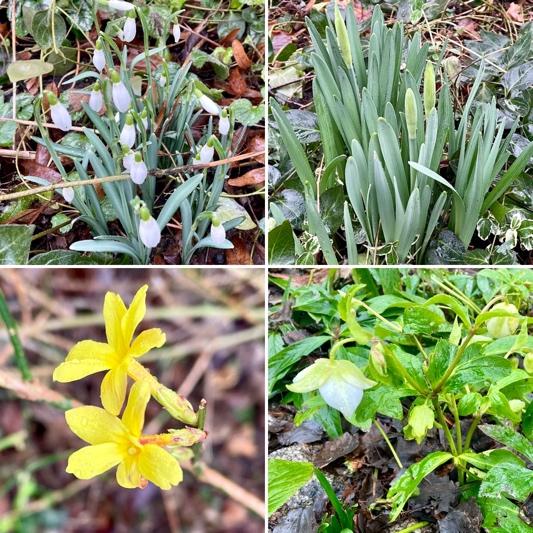 Ein Bild, das Blume, Pflanze, draußen, Samenpflanze enthält.

Automatisch generierte Beschreibung