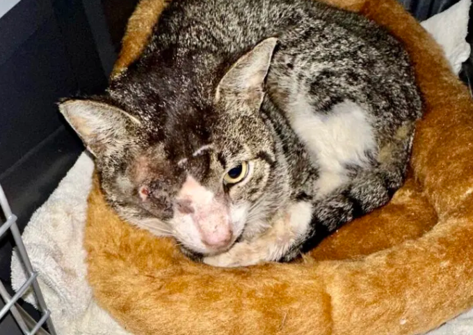 Overwhelming Influx of 140 Cats Challenges Small Rescue