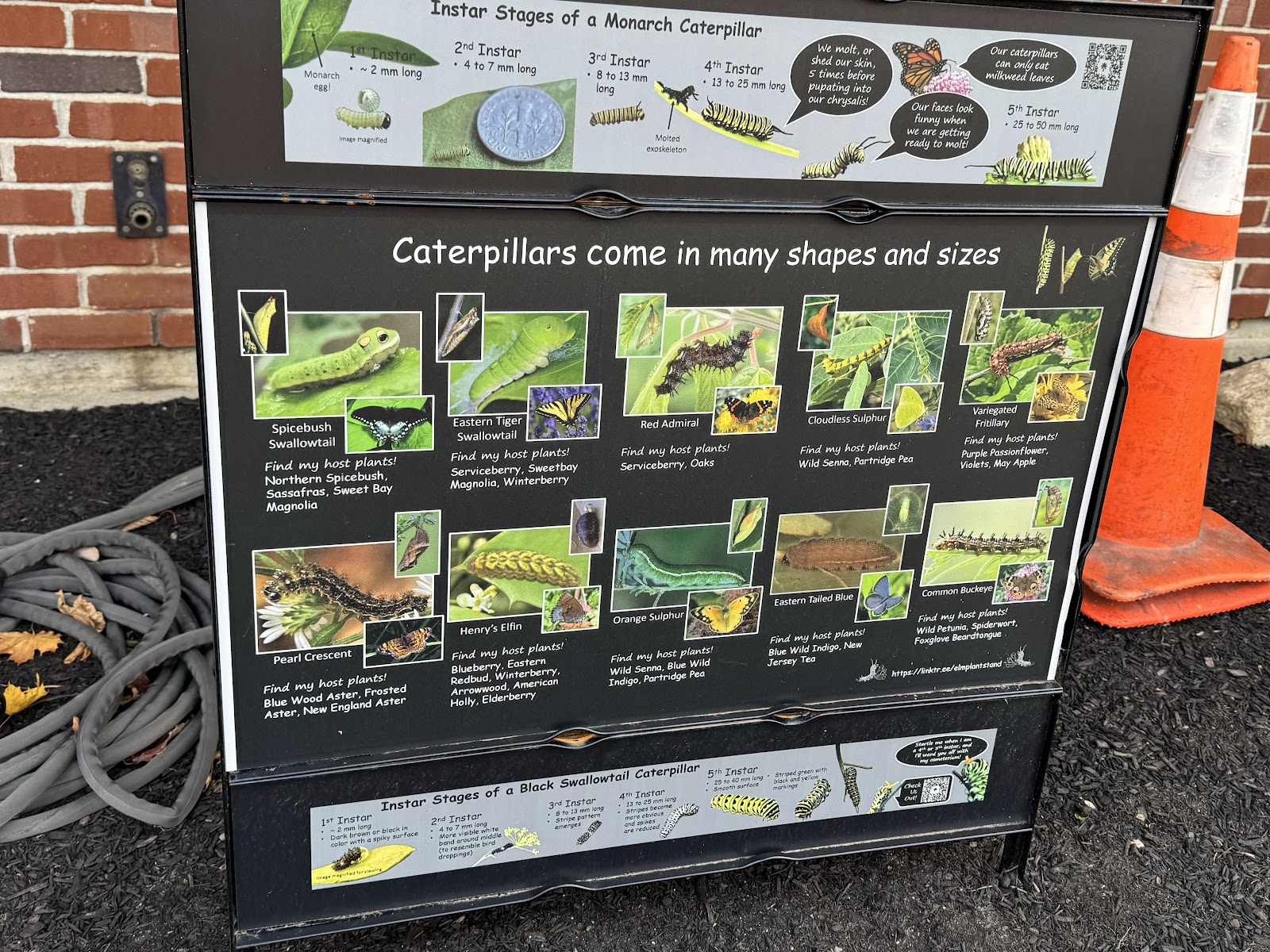 image of a sign showing information about different caterpillars 