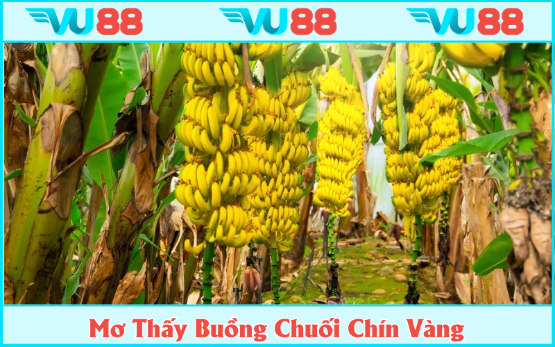 Mơ thấy buồng chuối chín vàng mang về vận may tài chính