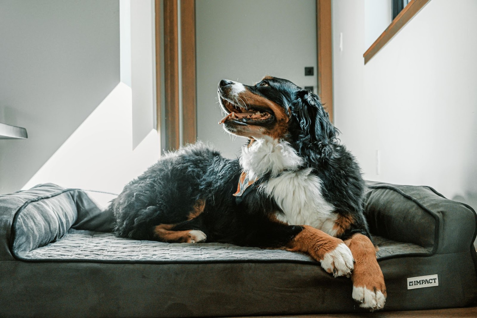 hoe laat je hond alleen thuis