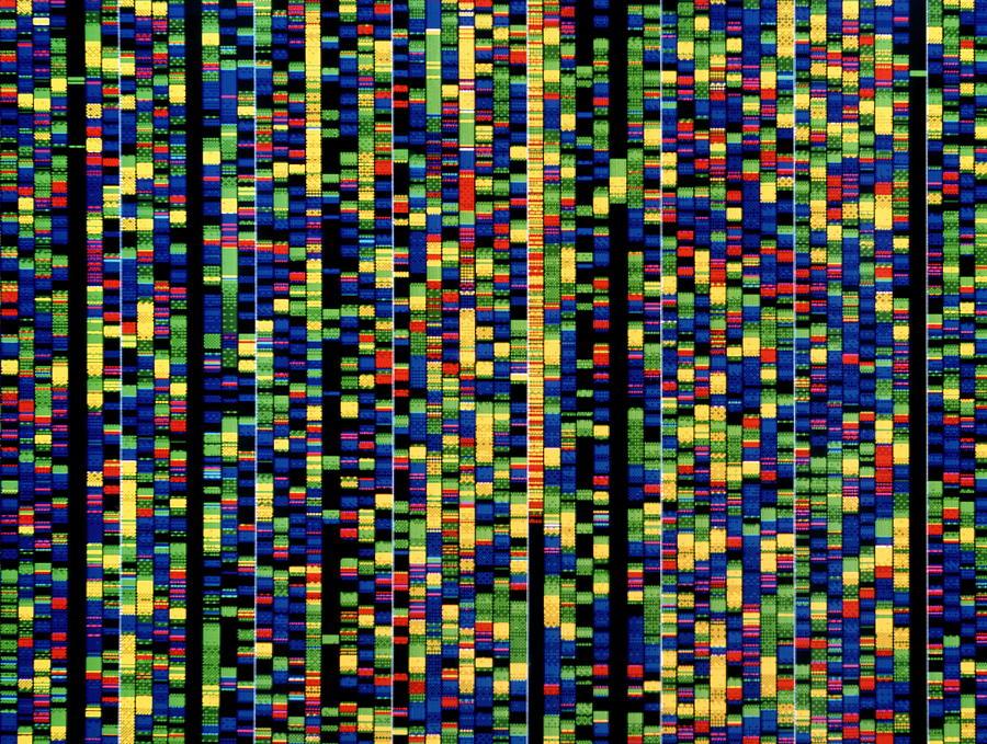 Computer Screen Showing A Human Genetic Sequence.