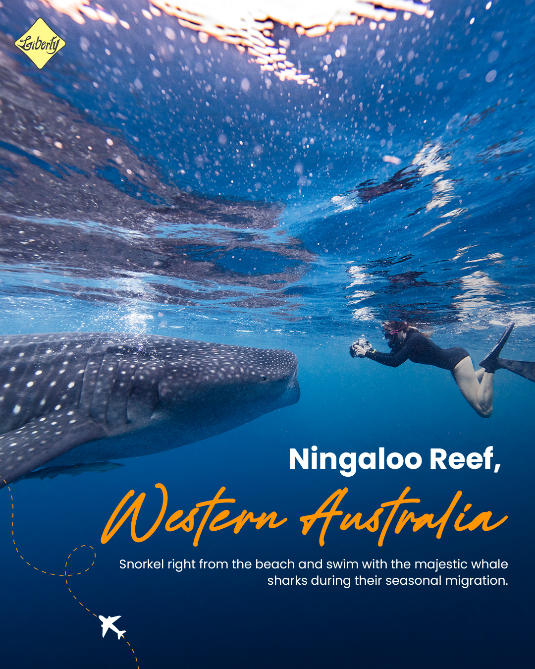 Ningaloo Reef, Western Australia – Snorkel with Majestic Whale Sharks
