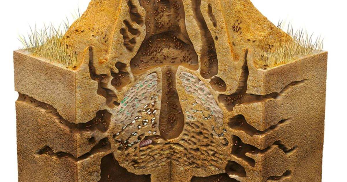 A 3D cross-section of soil reveals an ant nest, showcasing animal-inspired architecture with intricate tunnels and chambers.