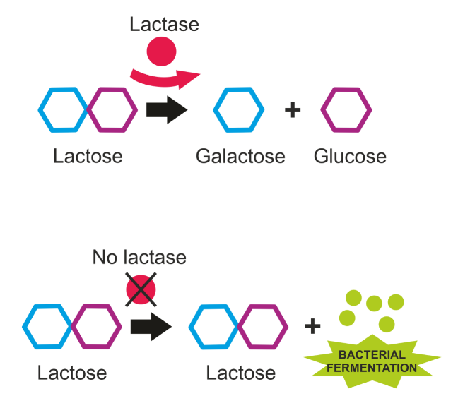 Esquema: lactase quebrando a lactose em galactose e glicose