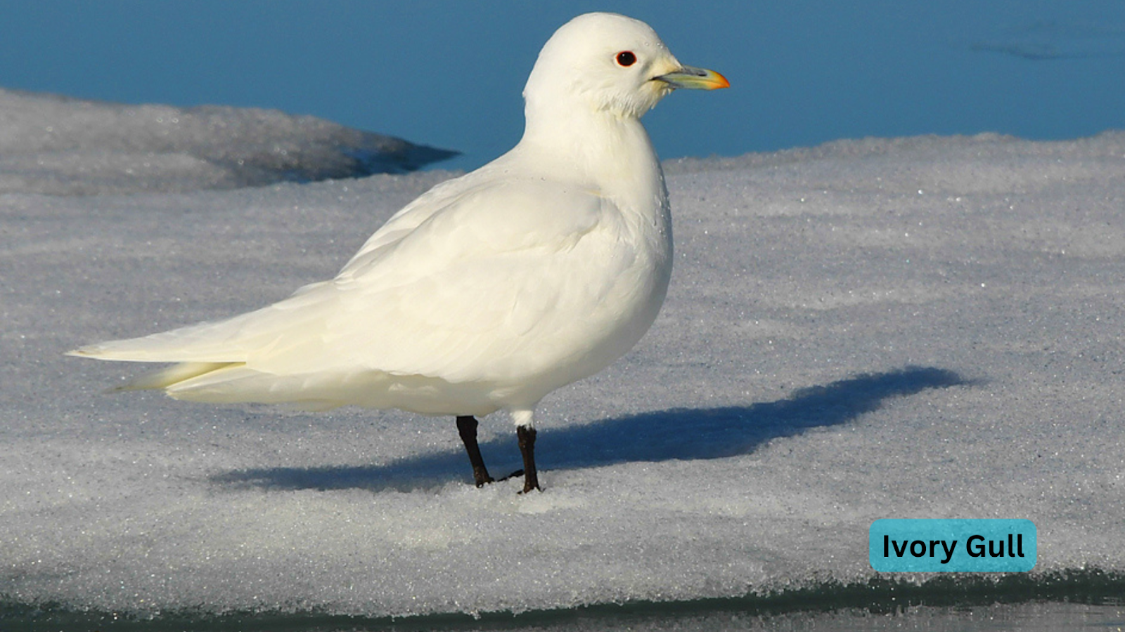 Ivory Gull