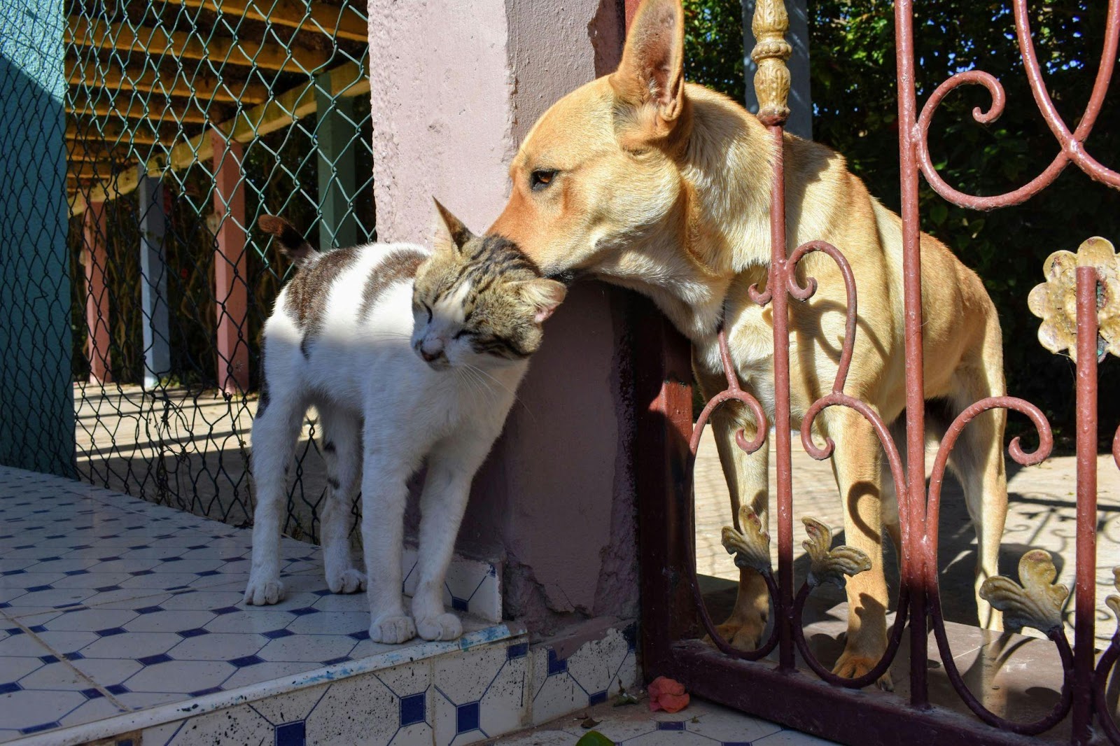 Heartwarming Cat-Dog Friendships That Will Restore Your Faith in Animals