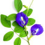 Butterfly Pea