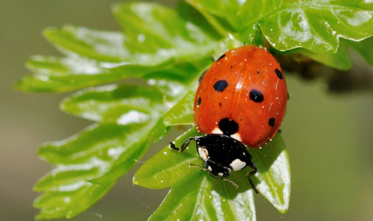 Biological Pest Control