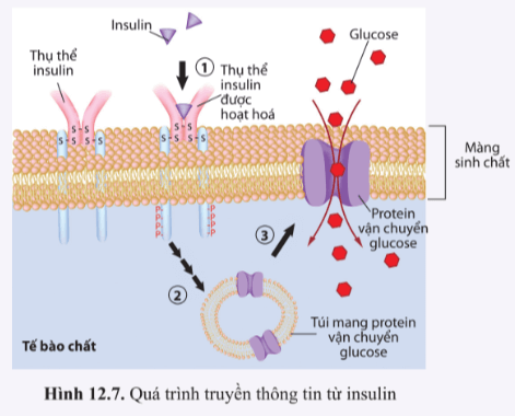 BÀI 12 - THÔNG TIN TẾ BÀO