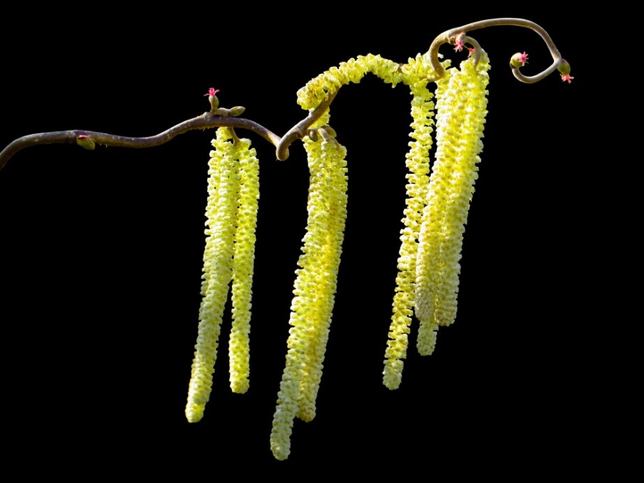 Oreshnik hazel flowers