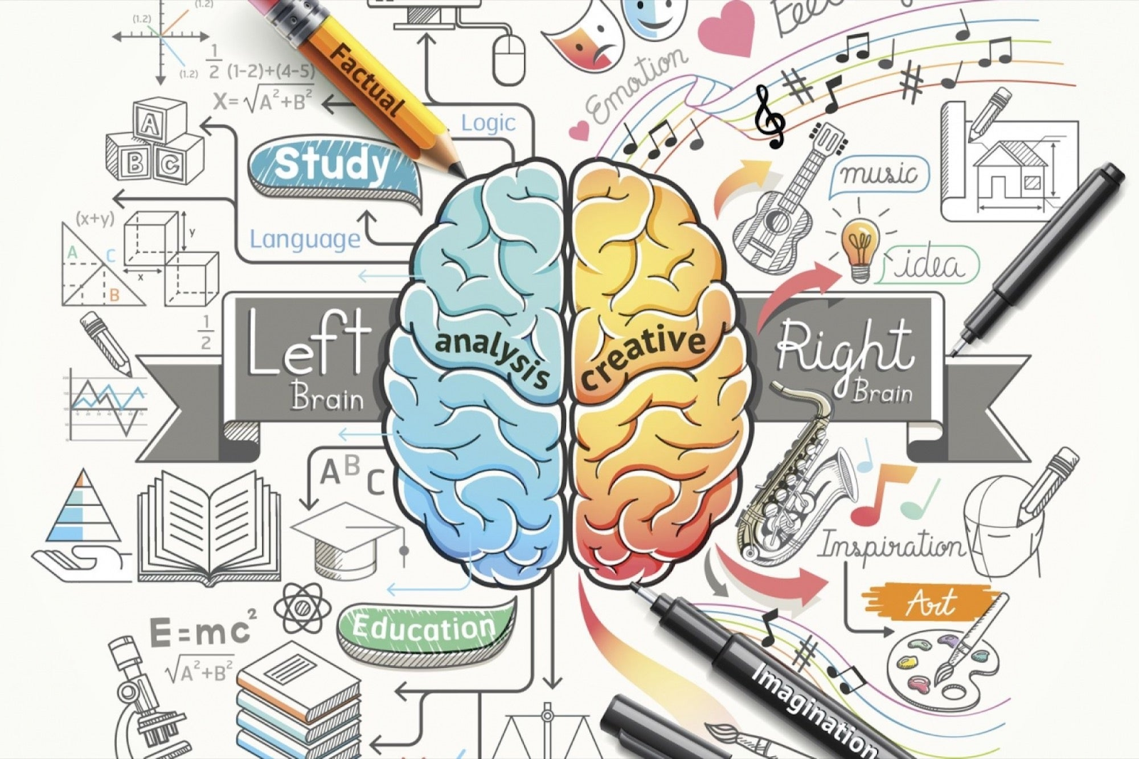 Left brain and right brain functions
