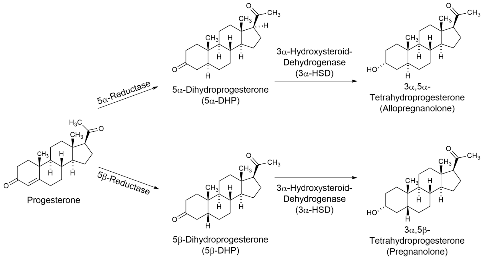 Chemical reaction pathway showing progesterone metabolism to allopregnanolone and pregnanolone via DHP intermediates.