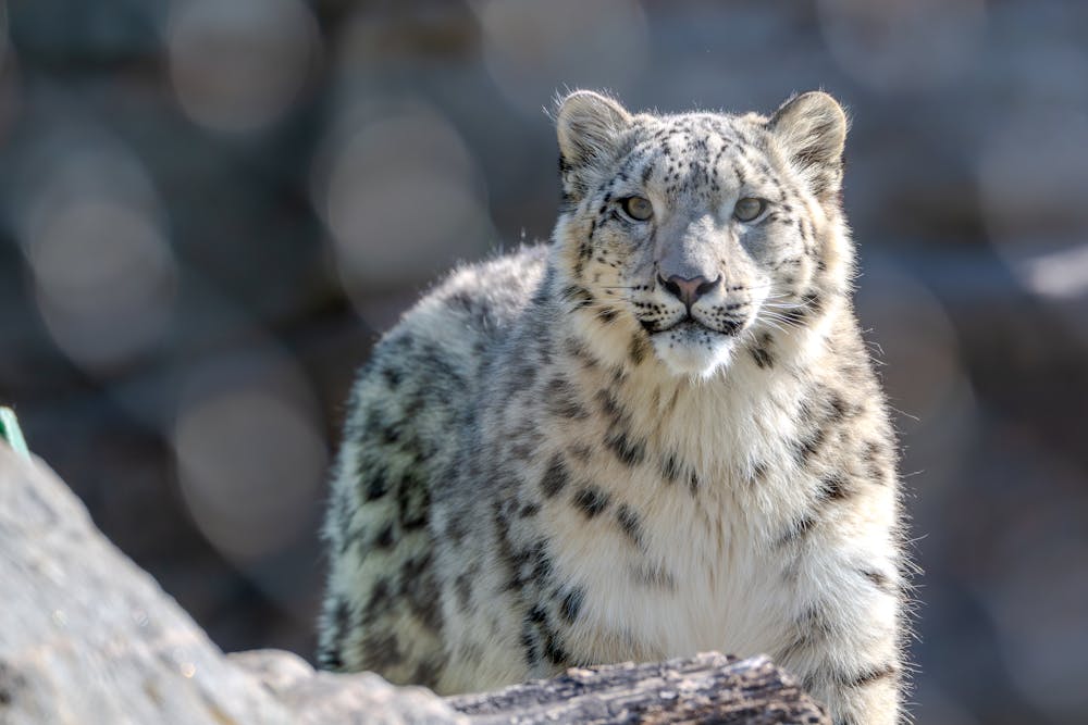 Snow Leopard in Sunlit Natural Habitat