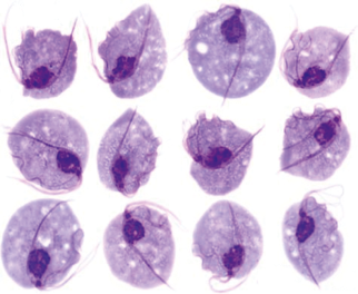 Trichomonas