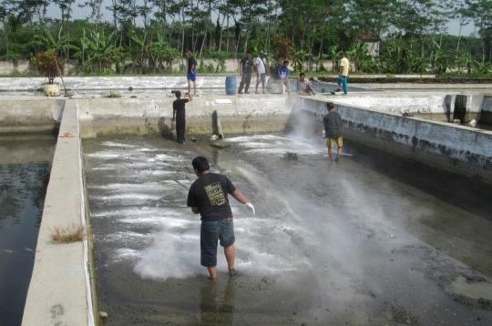 Hasil gambar untuk pengapuran kolam lele