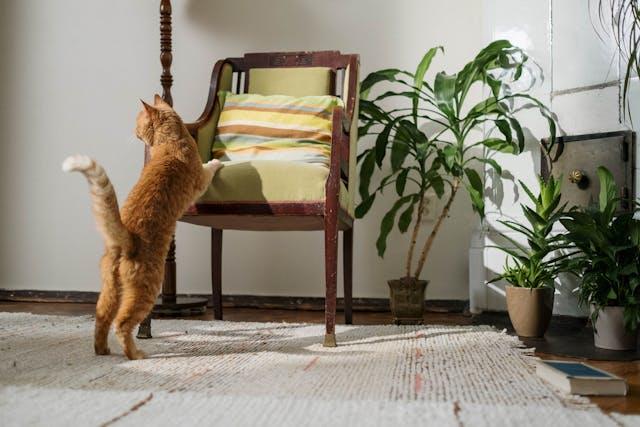 Desain Interior Rumah Pet-Friendly