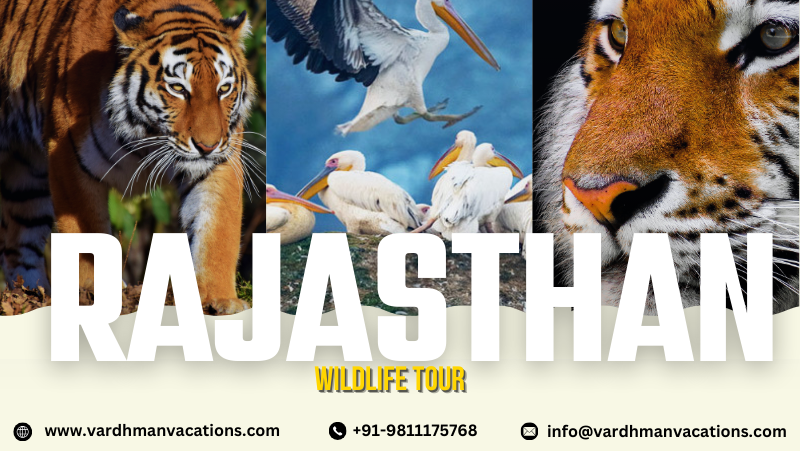 Rajasthan Wildlife 