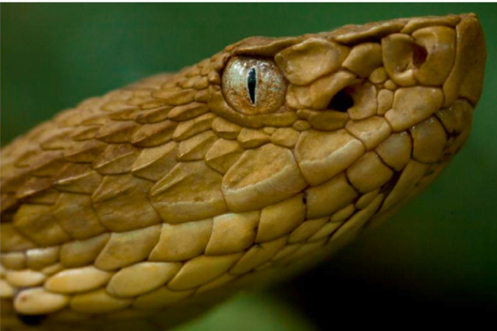 Jararaca-ilhoa na Ilha da Queimada Grande, conhecida como 2 com maior densidade de cobras do mundo  Foto: Joo Rosa