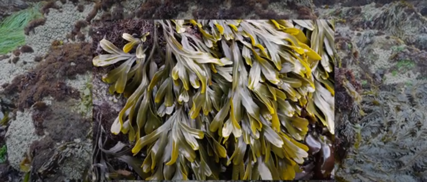 Bladderwrack Benefits for Weight Loss
