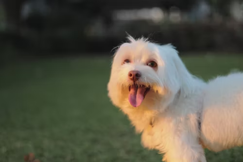 Maltese