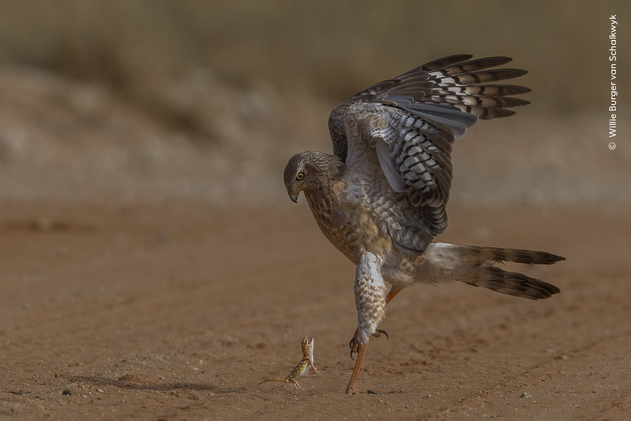 https://c02.purpledshub.com/uploads/sites/62/2024/11/Willie-Burger-van-Schalkwyk-Wildlife-Photographer-of-the-Year.jpg