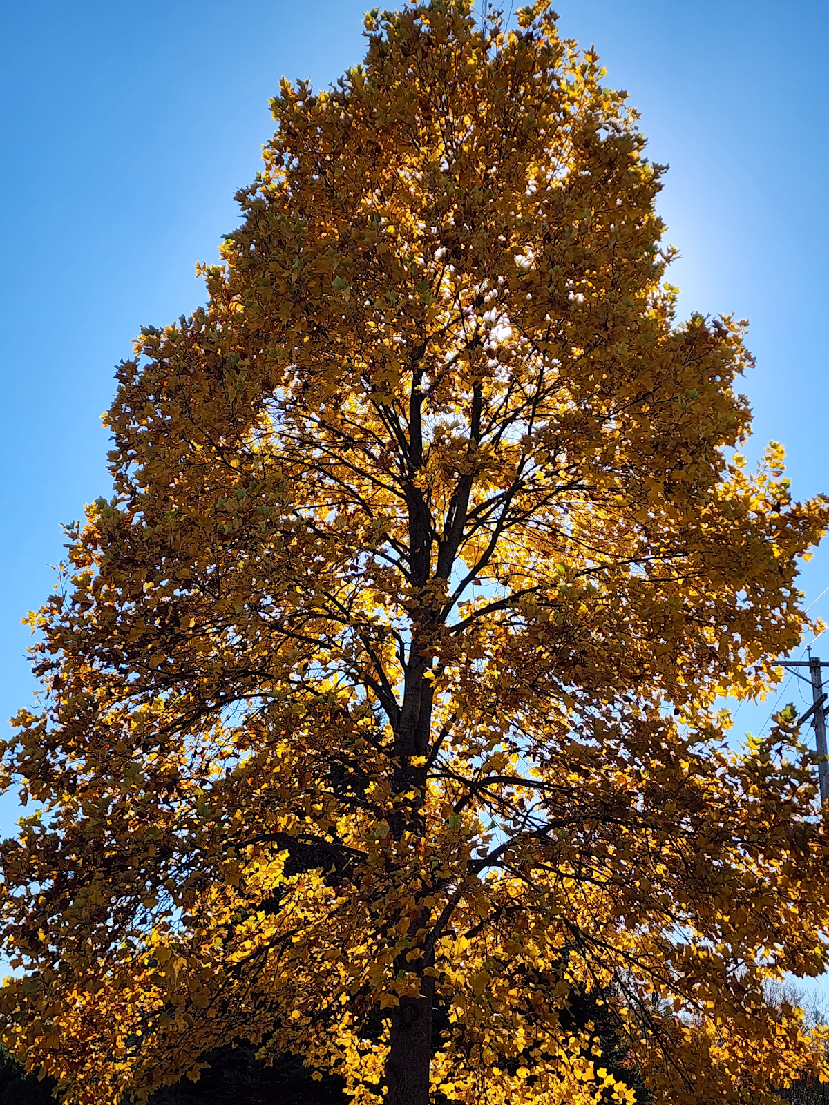 colorful leaves in the trees around RMS