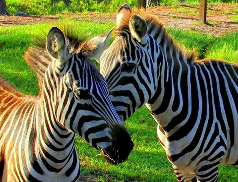 Two zebras facing each other on green grass at Wild Florida’s Drive-thru Safari Park.