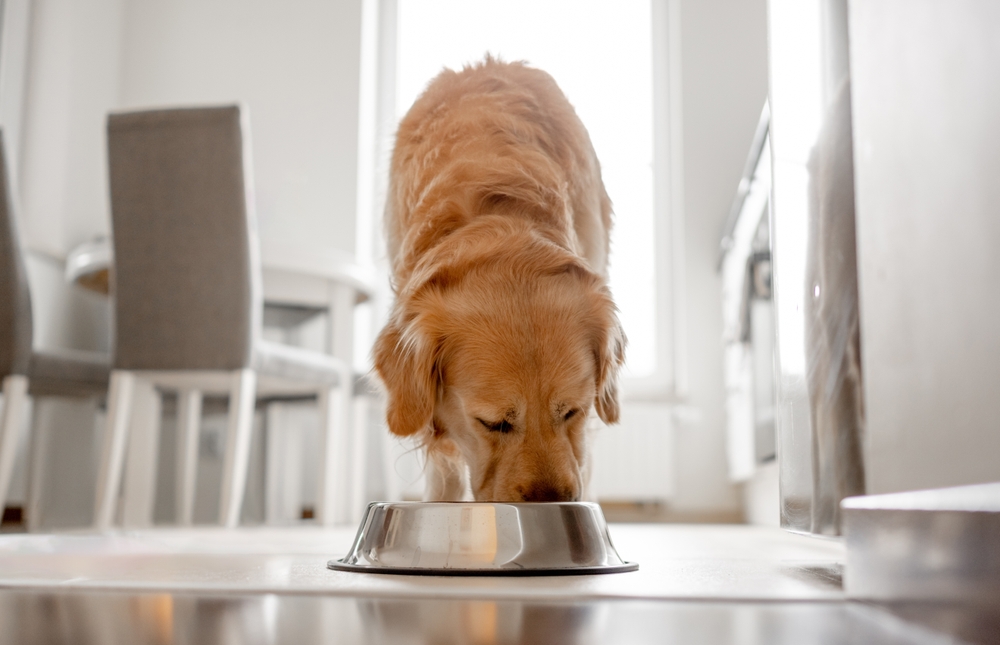 Food is important for a dog’s digestive health  - a golden Retriever eating his meal from the bowl.