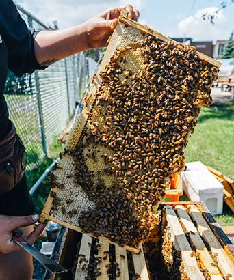 Bee hive
