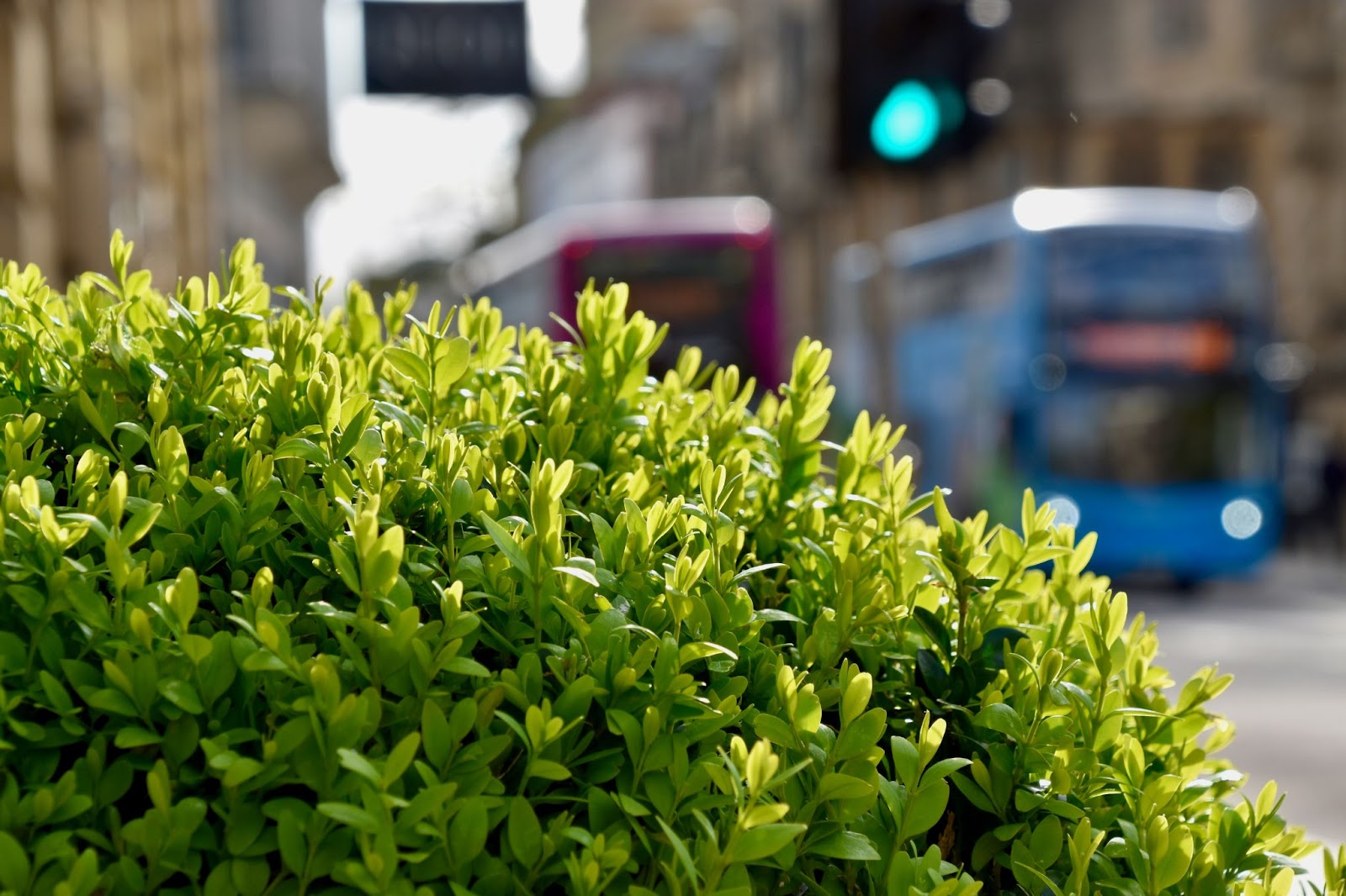 Plant Care After Shopping