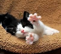 A black and white kitten lying on a tan blanket

Description automatically generated