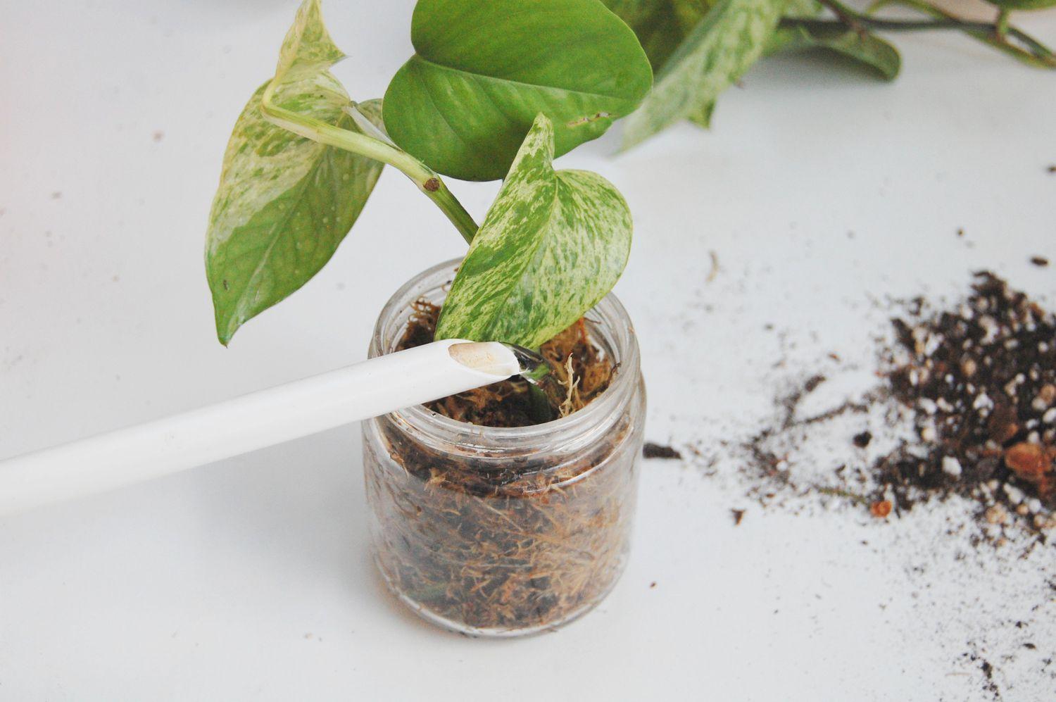 Pothos Plant in Sphagnum Moss