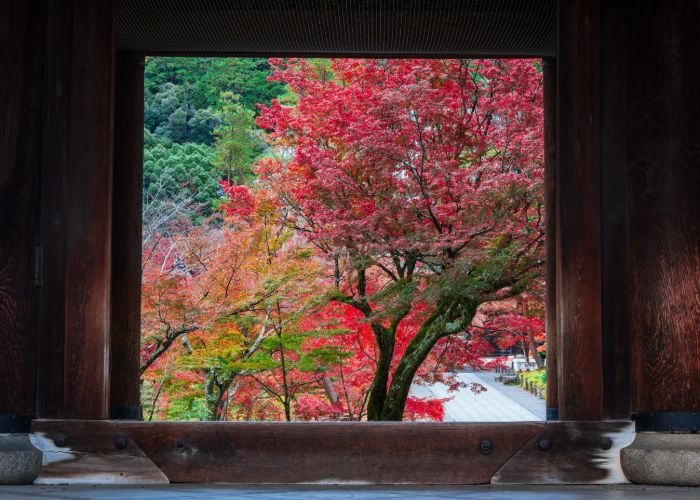 Vivid fall foliage on a tree outside of a square window in Kyoto.