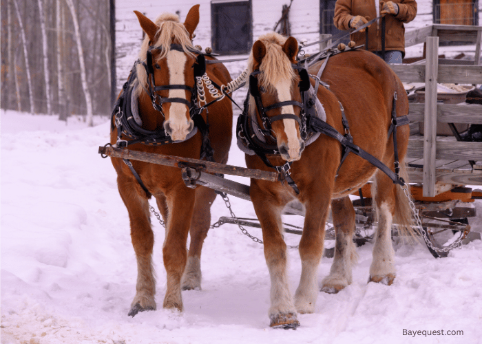 The Relationship Between Horsepower and Actual Horses