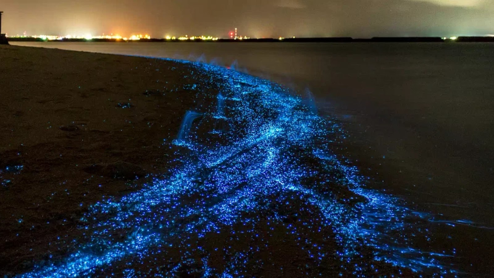 bioluminescent beaches in India: Anjuna Beach, Goa