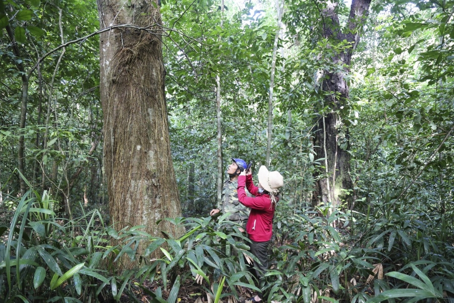 Where is Ru Linh Primeval Forest in Quang Tri