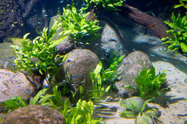  Freshwater aquarium with smooth river stones and lush green plants, offering a serene aquatic scene.